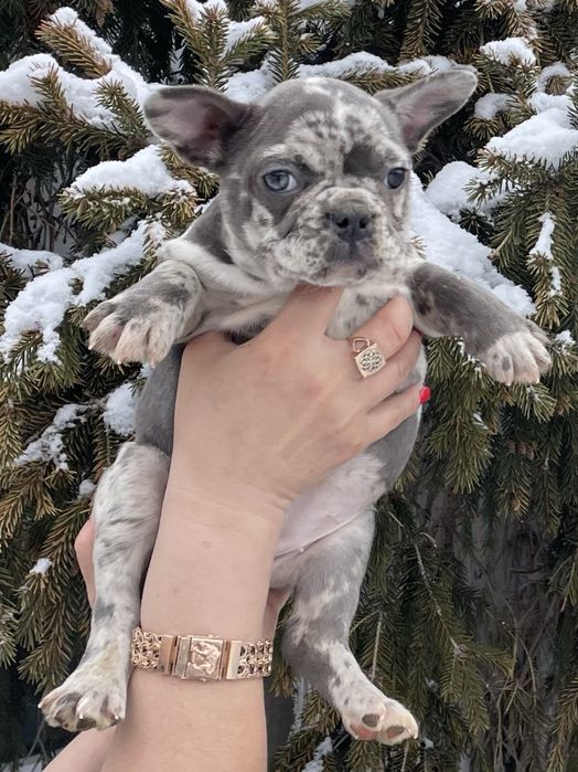 Щенки французского бульдога мерле