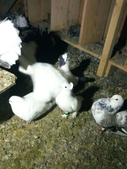 Vând porumbei curcani