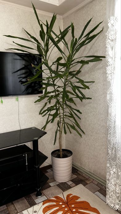 Драцена (душистая) (Dracaena fragrans)