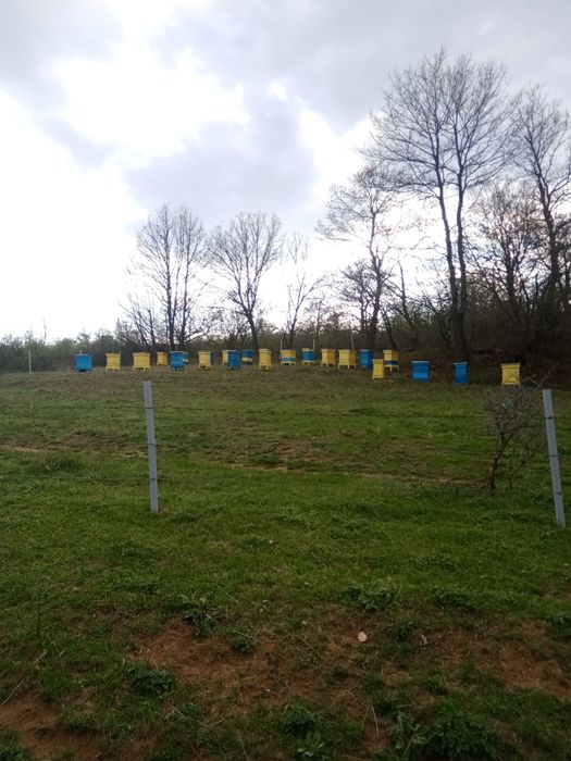 Пчелни отводки (малки пчелни семейства)