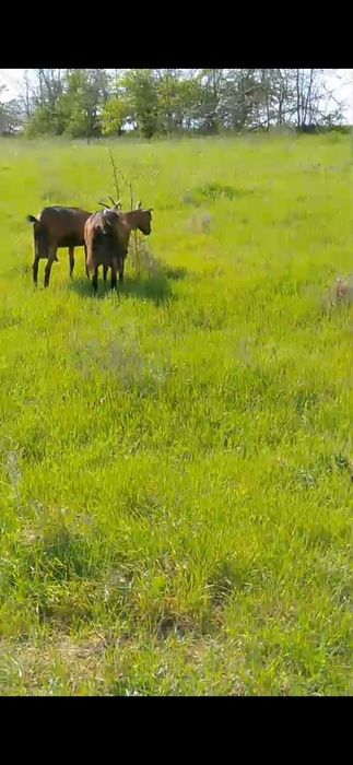 Iede alpina franceza