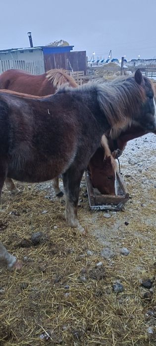 Продам жеребчика