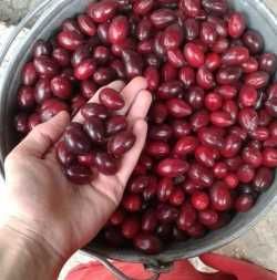 Кизил это мощный полезный продукт