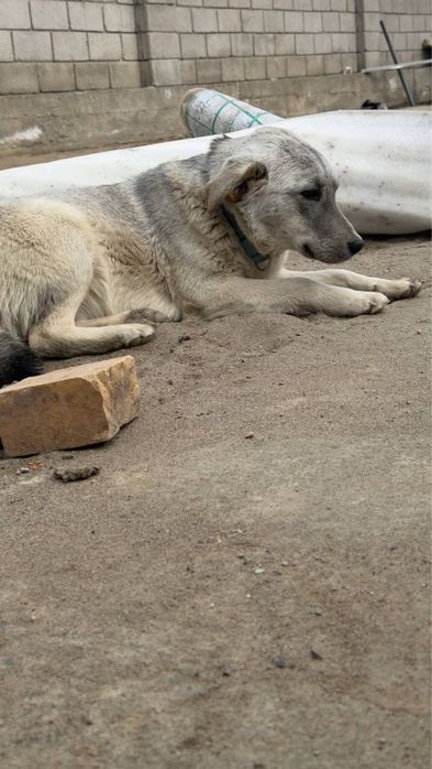 Девочке очень нужен дом!