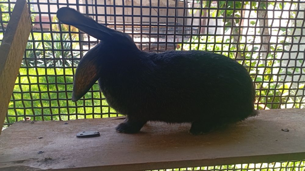 Фландр смесь с шиншиллой