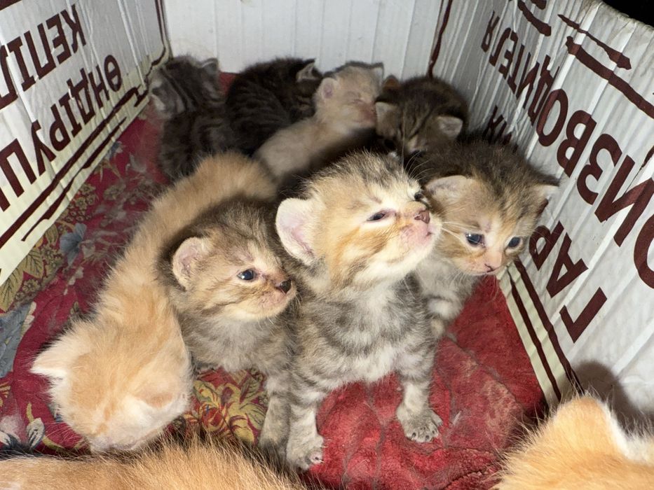 Котята домашние