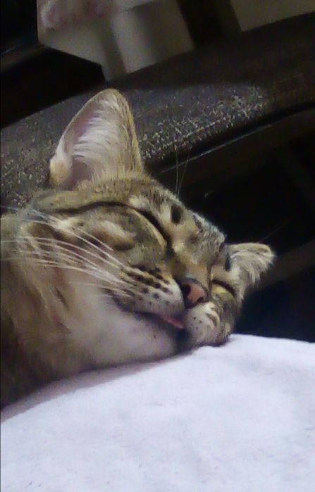 Кот домашний, 3 года