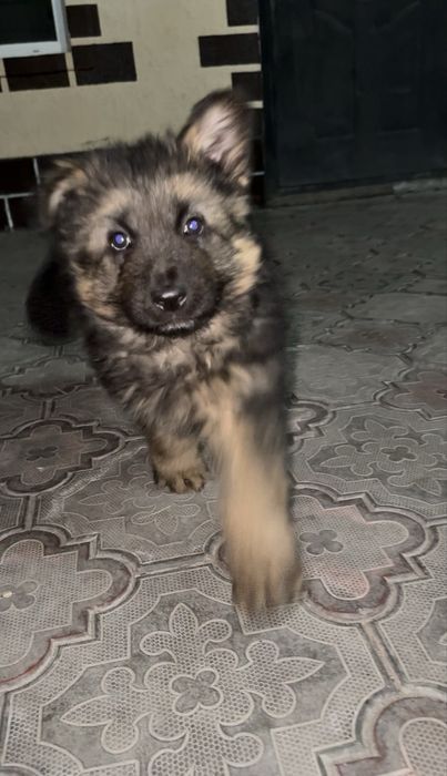 Щенок немецкой овчарки