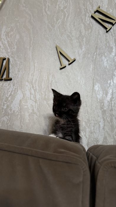 Отдам котенка в добрые руки