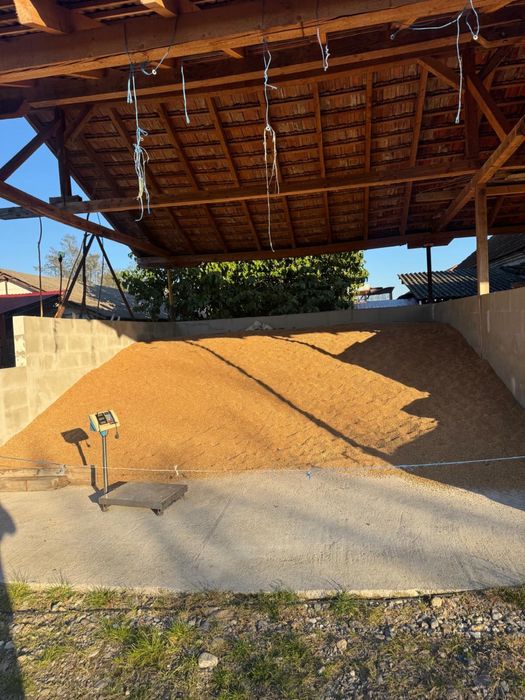 Vand porumb si grau asigur transport