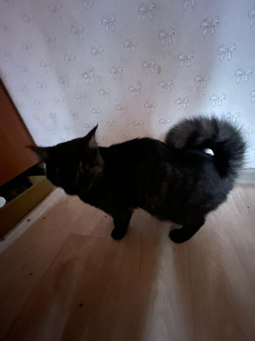 Кошка, Американская ренгтейла