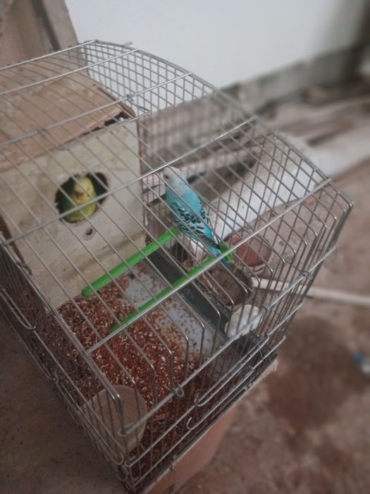 Попугай волнистые