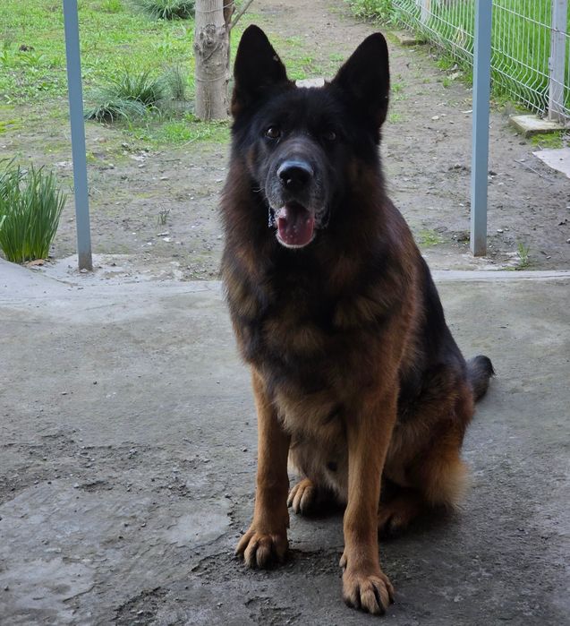 Кобель немецкой овчарки для вязки