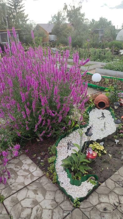 Продам многолетние растения с дачи