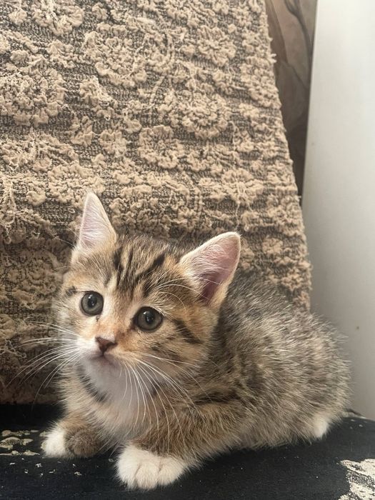 Продаем шотландских котят!