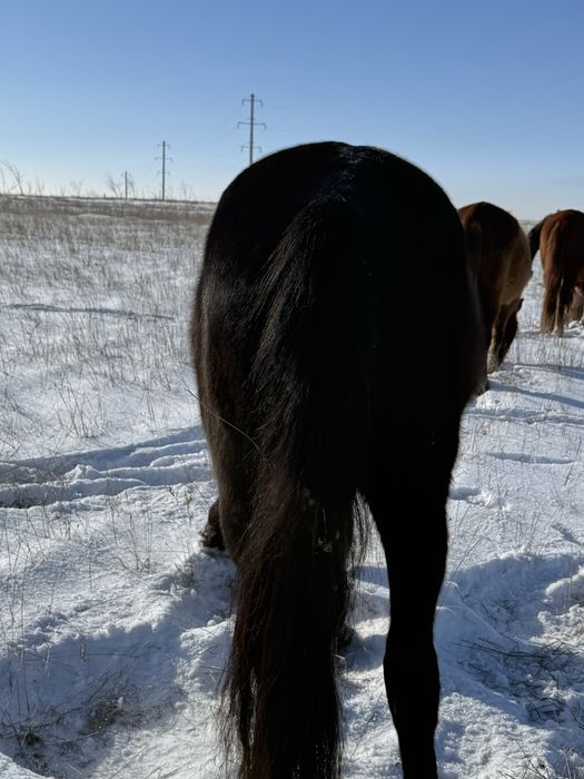 Жуас биелер сатылады
