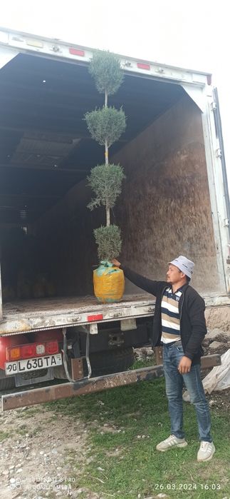 Арчалар сотилади манзил сурхондарйо денов доставка бор