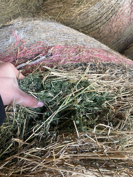 Vand Baloti Lucerna/Fan 2025