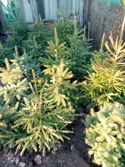 Саженцы лесодекоротивные