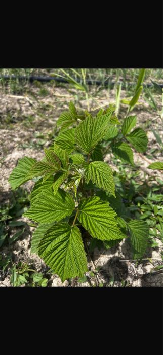 Ростки малины на продажу