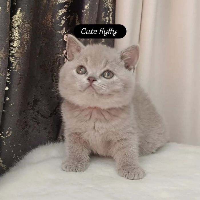 Продажа британских котят