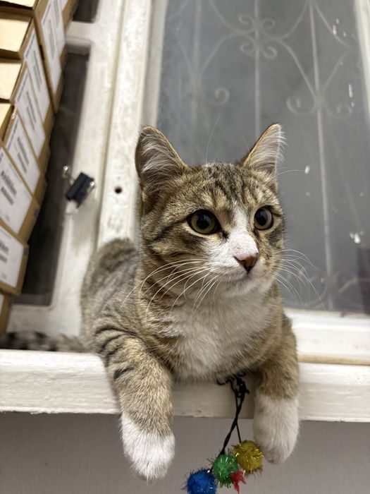 Пропал кот, прошу обратить анимание