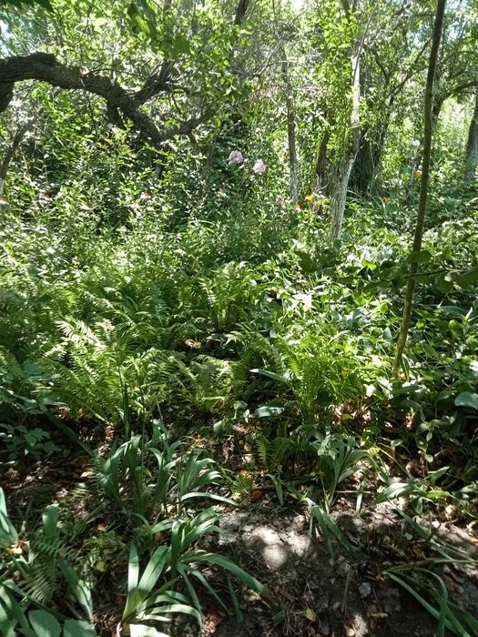 Продам дачу" Жемчужина"