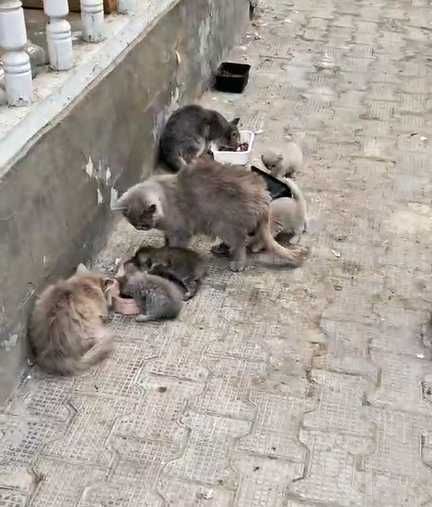 Кошки шотландские, Семья шотландских кошек 1 мать и 5 котята
