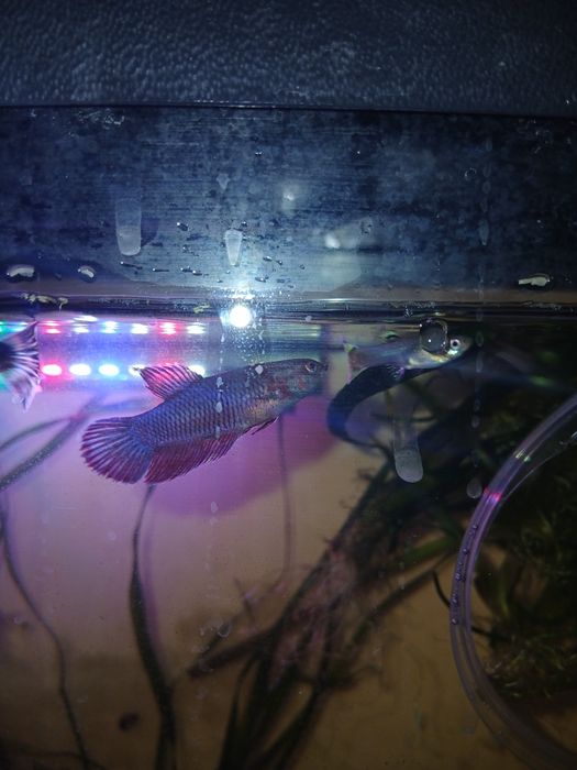 Продам рыбку петушка