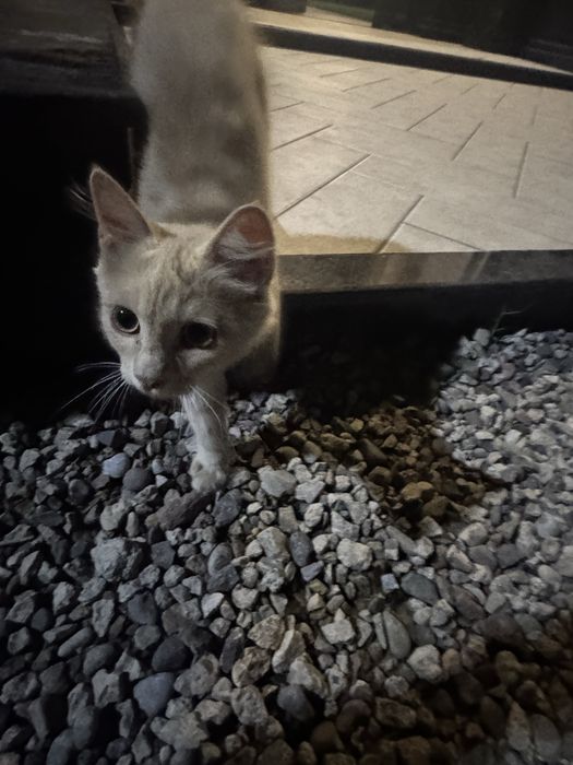 Кошка отдам на хорошие руки