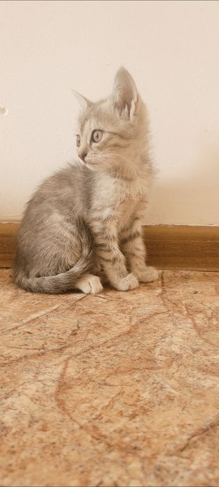 Отдам в добрые и ответственные руки