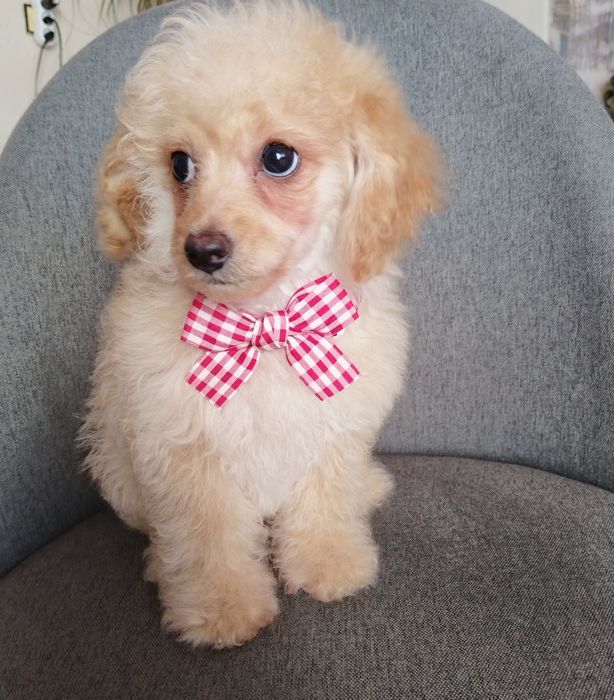 Той/Мини пудел момченце