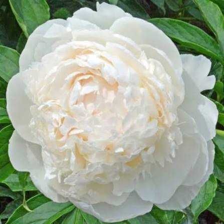 Rizomi ( bulbi) de Bujor Nobil Gigant, pt plantat, disponibil pe nuante de alb, roz, galben  rosu  portocaliu  mov, visiniu