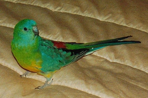 Певчие попугаи  поют