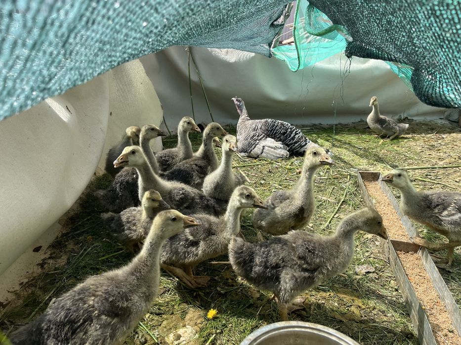 Қаздың балапаны ( гусята)