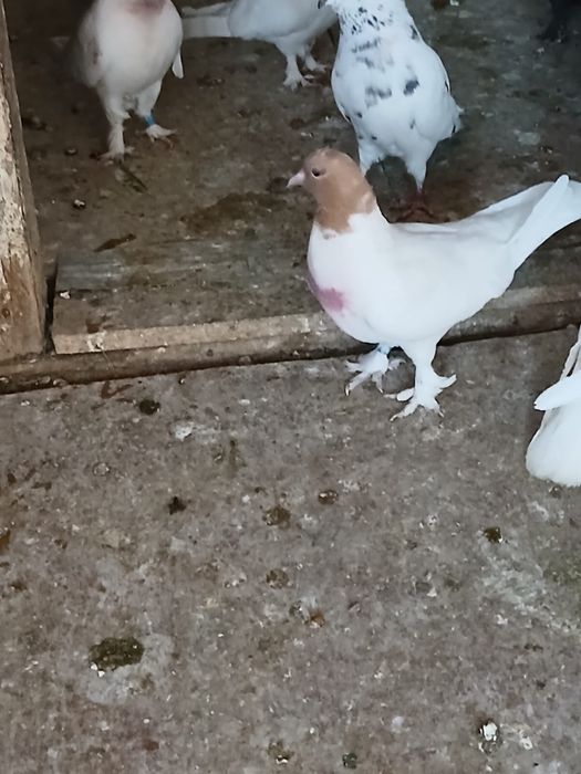 Голуби головастики