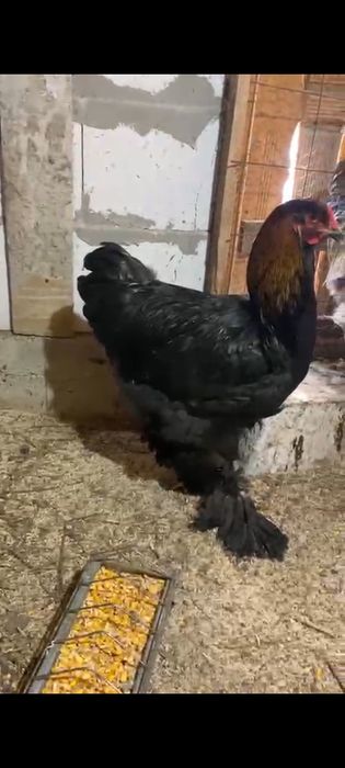 Familie brahma negru 3+1