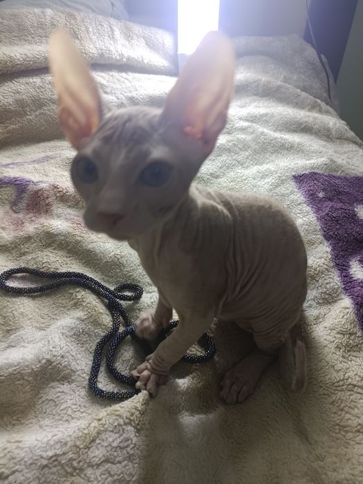 Продаются котята сфинксы