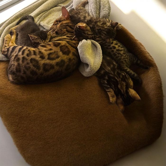 Бенгалски котета  8 седмични