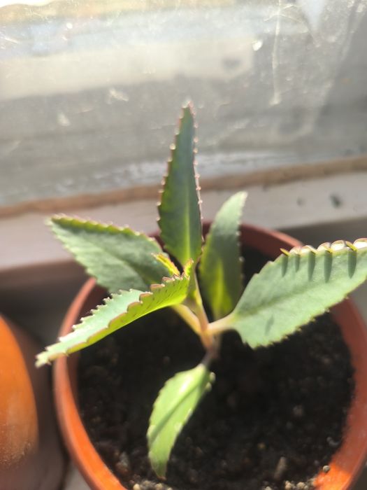 Растения каланхоэ