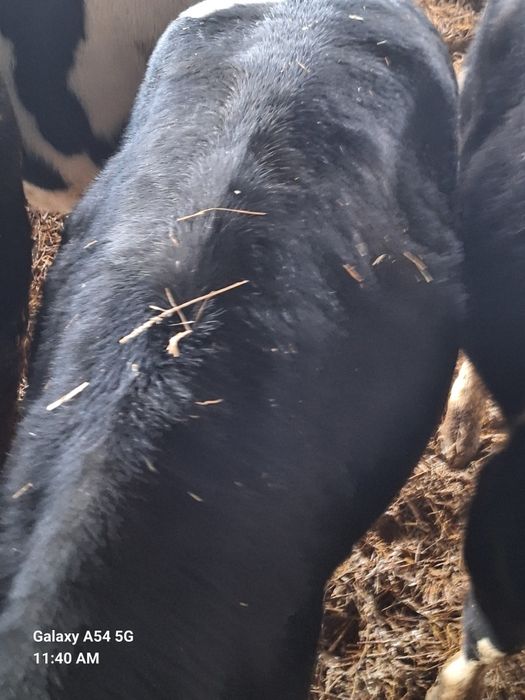 Vând 70 de viței rasa mixta