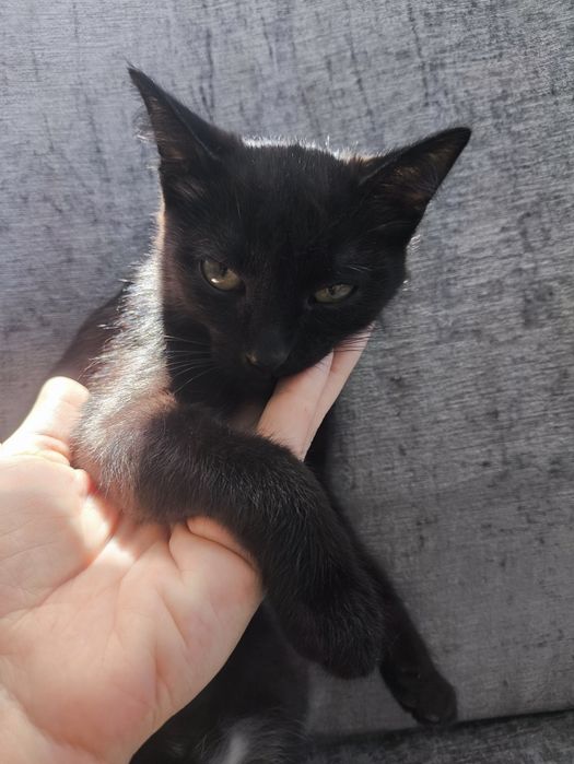 Котята ищут дом,