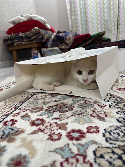 Отдам кошку в хорошие руки