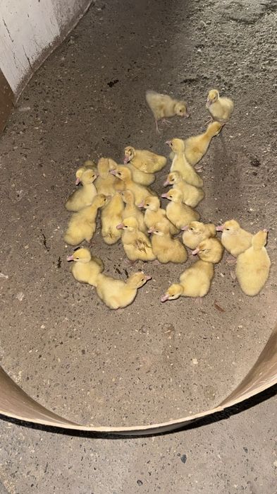 Қаз балапандары, Гусята.