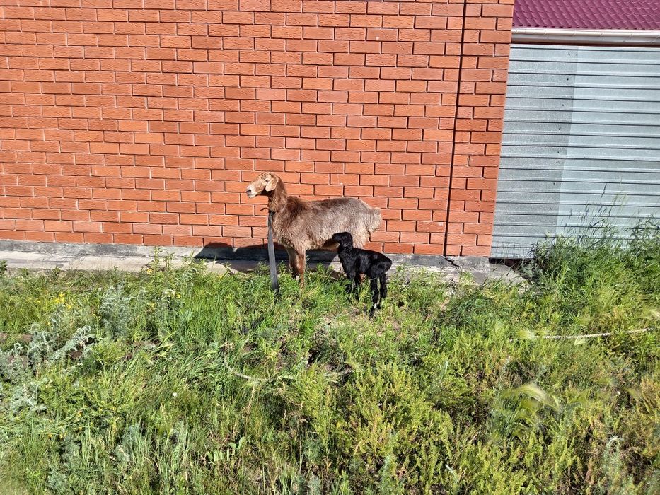 Продам овцу с ягненком