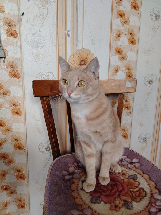 Отдам в хорошие руки