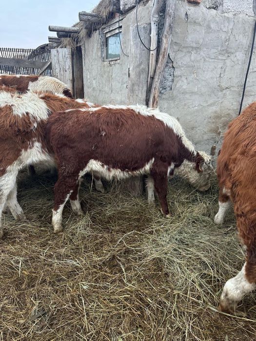 Продам или обмен