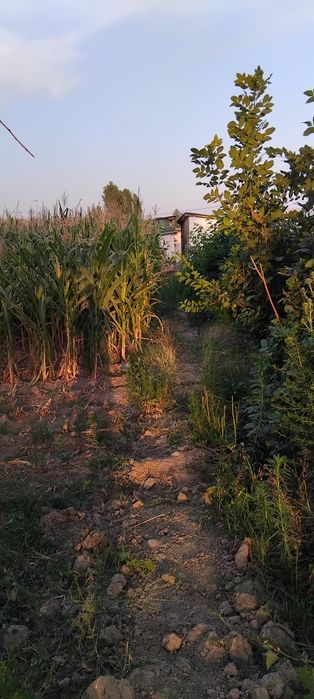 Tashmorydan otishiyz bn 500m  dan kein yol yuzida 8 sotix 4000$ sotigi