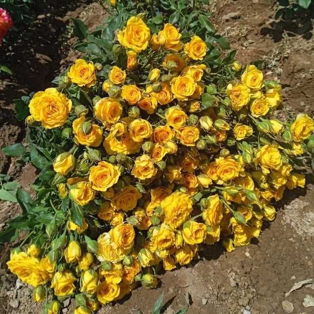 Atrgul koʻchatlar bor 75 xil turdagi