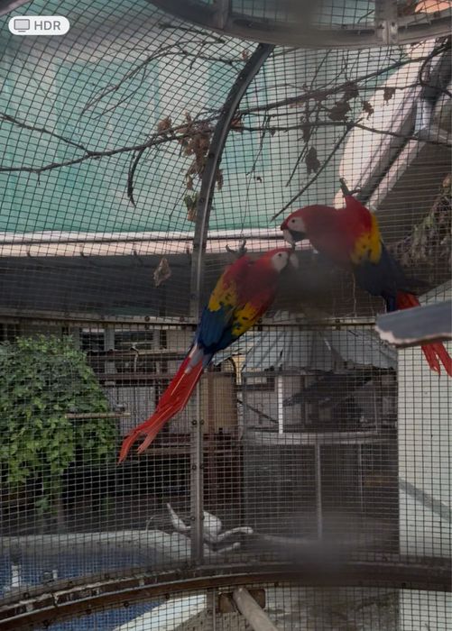 Bolshiye popugai raznogo vida